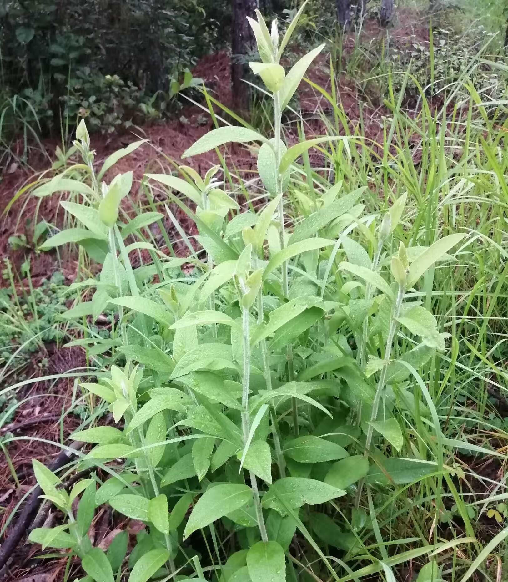 云南新鲜羊耳菊根 羊耳风 山白芷 白牛胆 羊耳菊新鲜根500克【图片