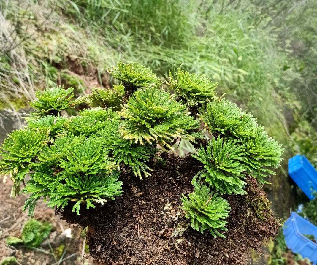 轻奢芊阙新鲜还魂草卷柏见水还阳复活不死草微型盆景盆栽桌面绿色植物