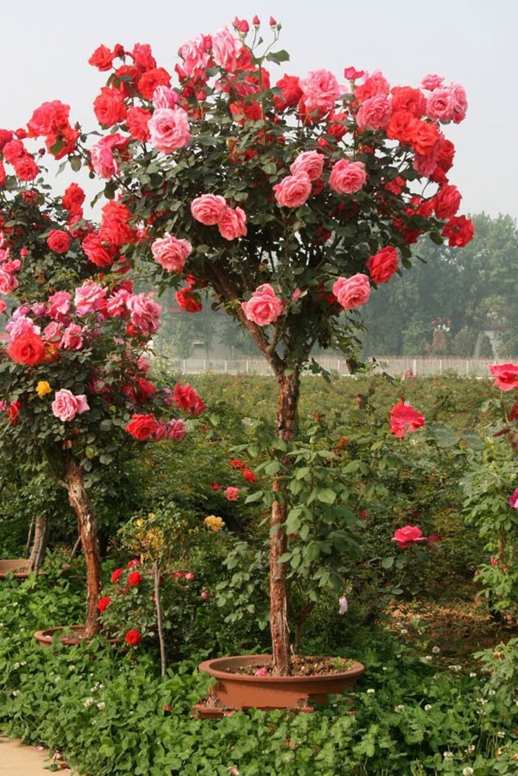 树状月季花树形老根丰花红帽大花阳台庭院别墅点缀花卉当年多季开花