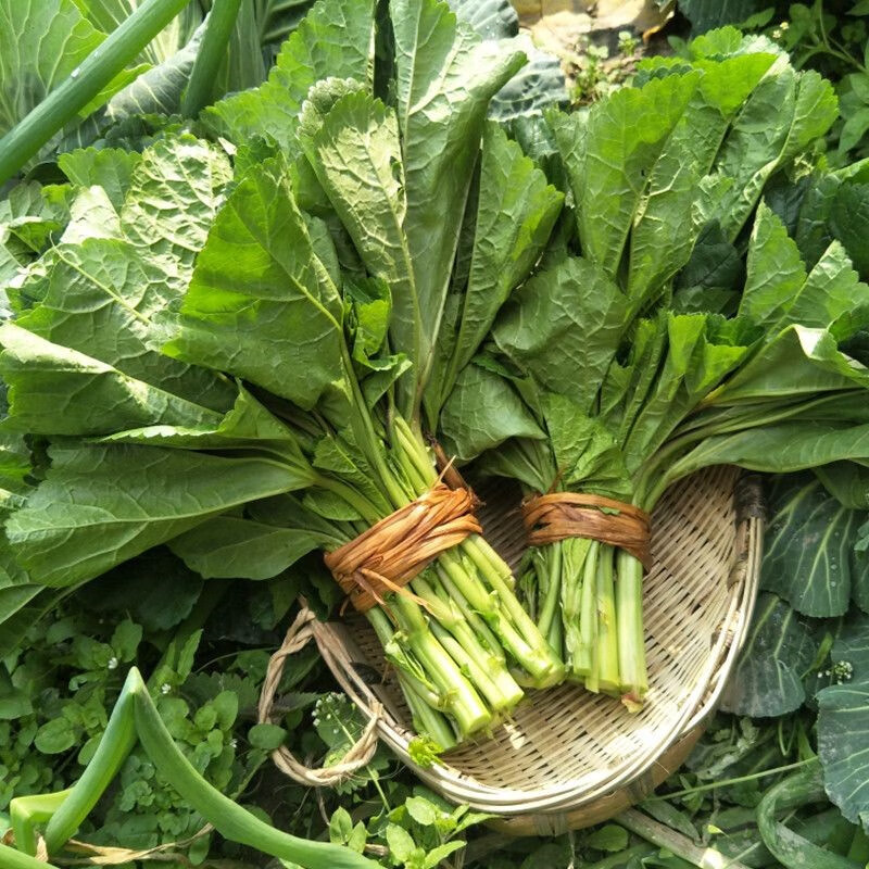 冬四川冬寒菜新鲜冬汉菜冬涵菜马蹄菜冬苋菜葵菜时令蔬菜野菜钙菜 5斤