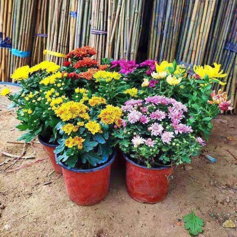 定制重瓣荷兰菊盆栽带花菊花苗室内阳台花卉好养四季开花耐寒耐旱植物