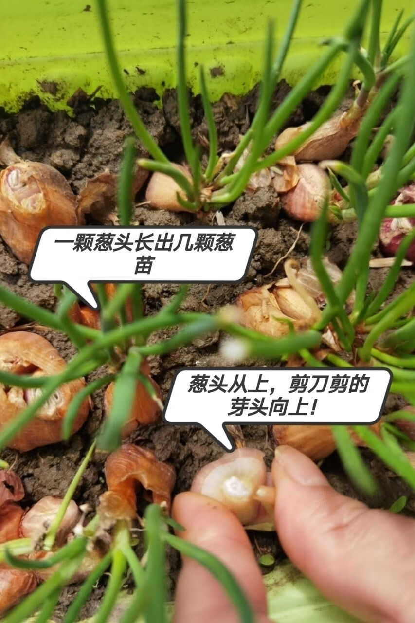 新鲜红葱头种子四季种植盆栽蔬菜种干小葱头火葱种子香葱头一斤装四季