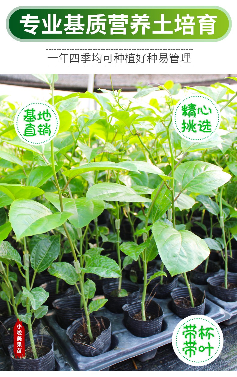 黄金百香果苗蜂蜜味百香果苗芭乐味百香果苗四季爬藤庭院阳台黄金嫁接