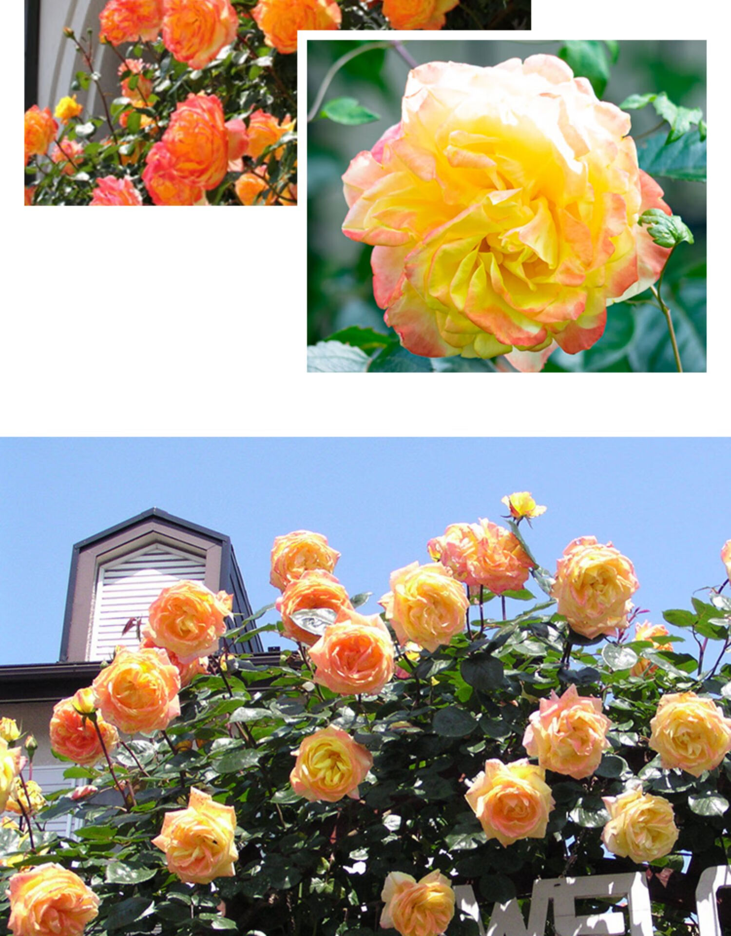 光谱25升盆栽多季攀援爬藤拱门花架庭院花园植物玫瑰花 2