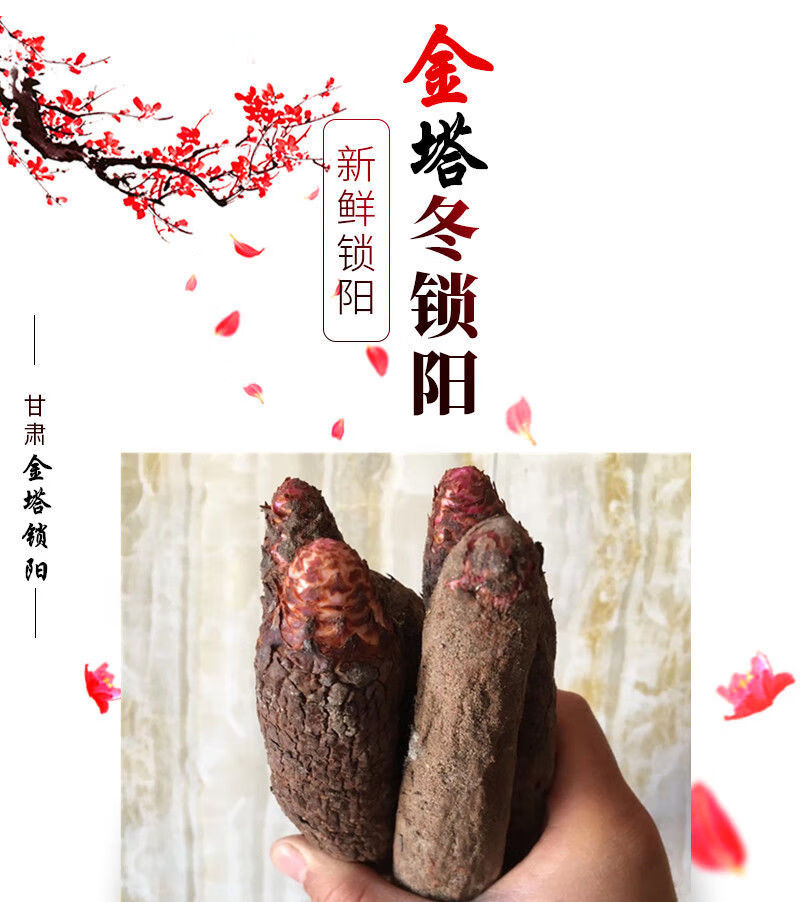 新鲜锁阳冬季金锁阳男性特级滋补泡酒泡茶料500g3斤快递【图片 价格