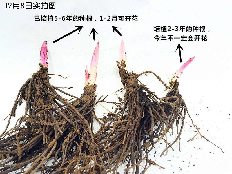 铁筷子花苗圣诞玫瑰嚏根草冬春季稀有花卉盆栽耐寒多年生奇趣植物小苗