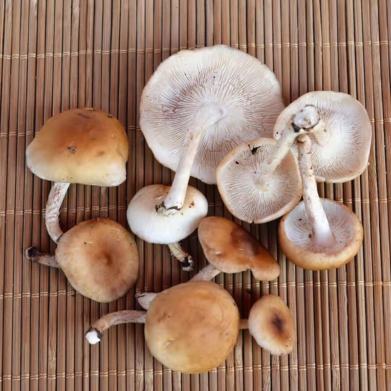 贝娇芬 云南特产蘑菇鸡枞新鲜野生皮条菌皮挑菌铁脚菌老人头钉子菌