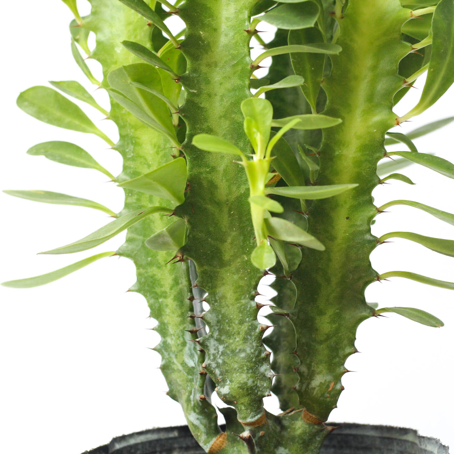 龙骨植物盆栽办公室外客厅仙人掌吸甲醛四季好养植物绿植巴西龙骨