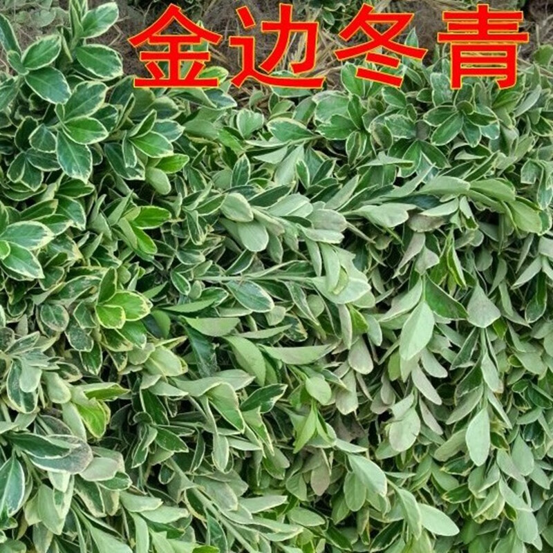 金边黄杨金边黄杨苗金边冬青苗 冬青苗庭院四季常青树苗篱笆植物 40