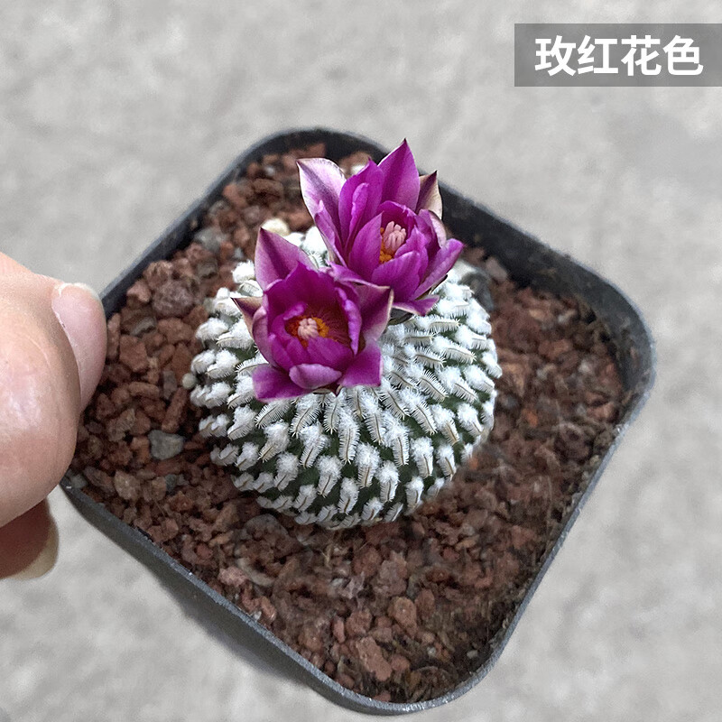 精巧殿一物一拍 娇丽属开花仙人球 多肉植物盆栽724d 粉白花精巧殿