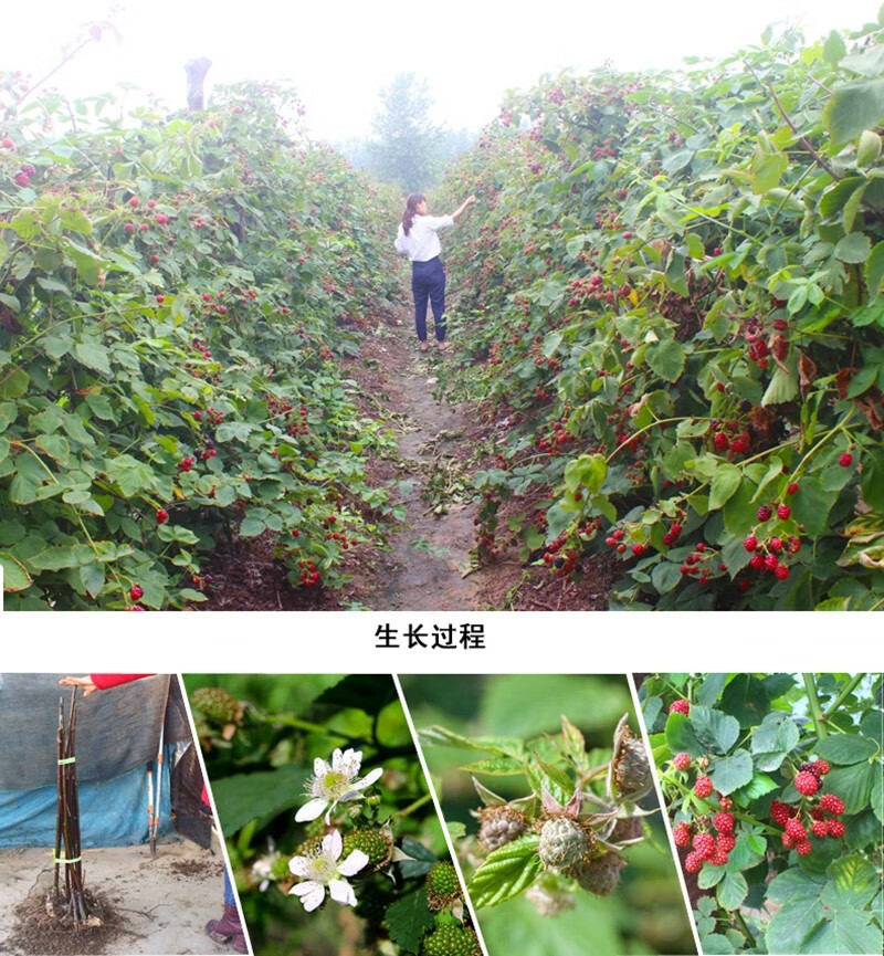 春沭树莓苗当年结果盆栽地栽庭院种植红树莓苗南北方四季果树苗黄树莓