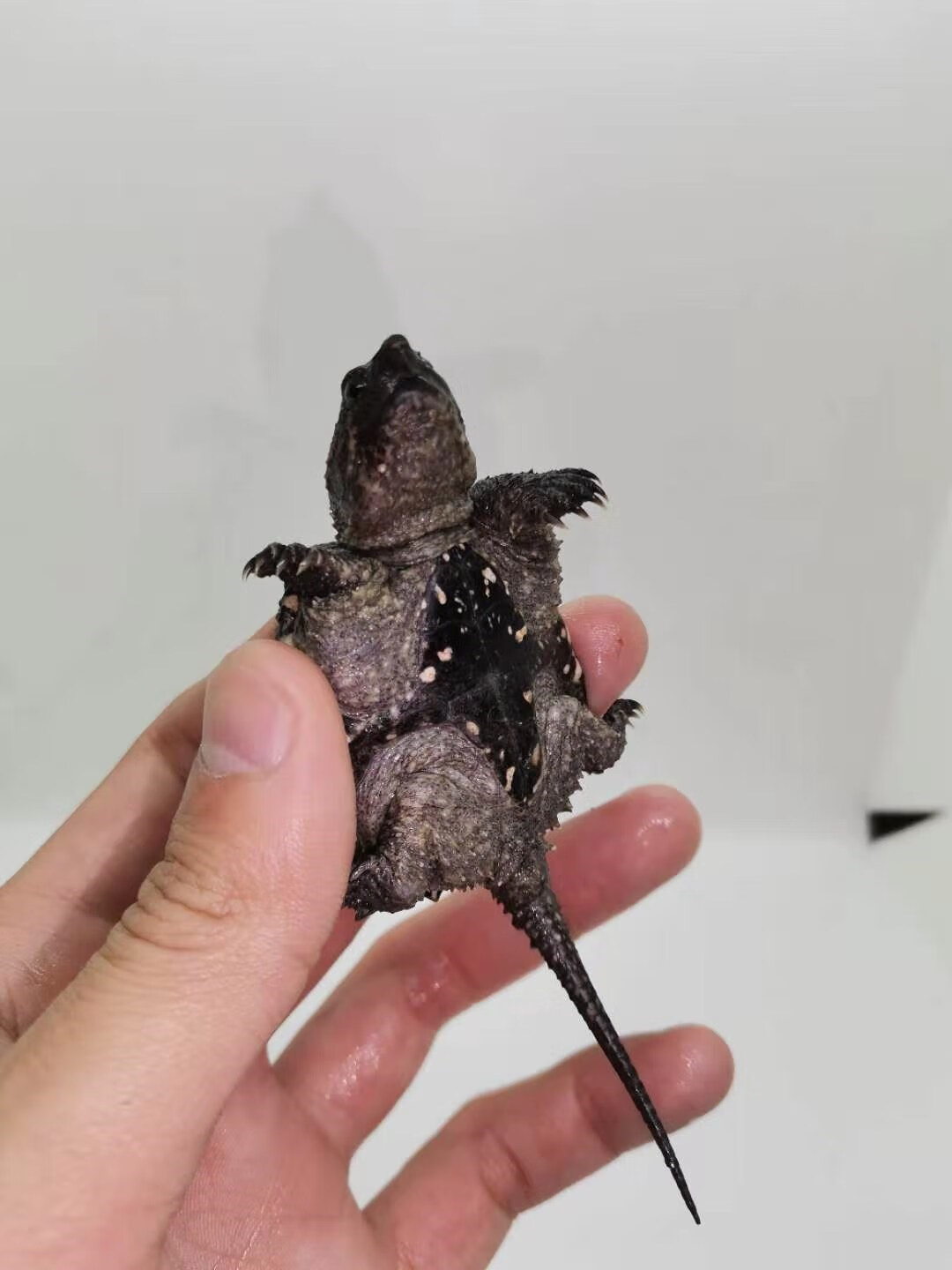 纯佛爆刺佛鳄北美小鳄龟苗活物小乌龟宠物食用鳄鱼龟幼苗巴西活苗 精