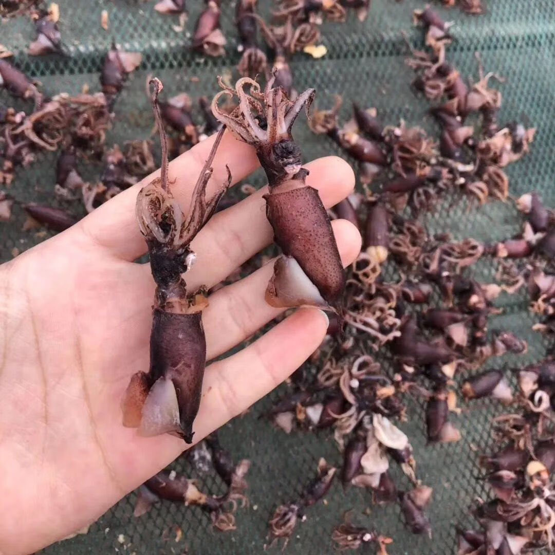 精品海兔干新晒野生墨鱼干干货海鲜子乌干乌贼干小鱿鱼干八爪鱼 500g