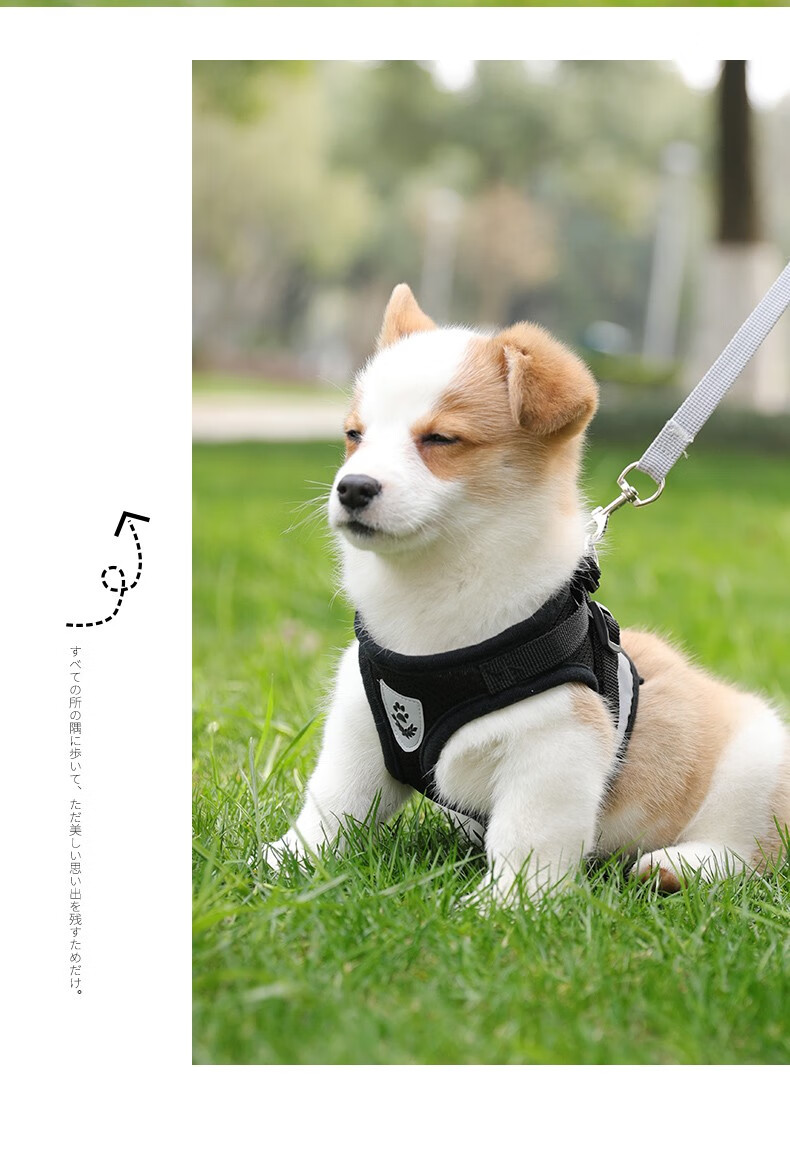 栓狗绳狗狗牵引绳狗链反光背心胸背带子狗绳子遛小型犬泰迪用品 黑色