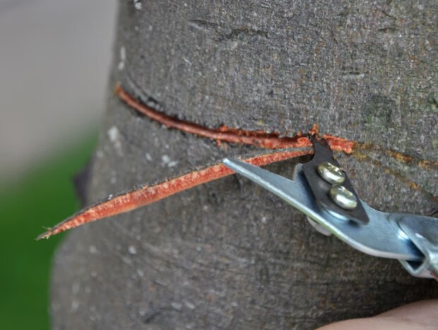 【当日发货】蜜柚枣树苹荔枝树果树环割刀苹果梨树可调节大小树可环割