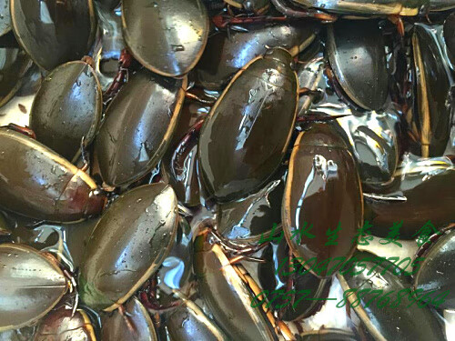 伟博金边龙虱活体水水龟水蟑螂大金边一斤省内满2斤顺丰【图片 价格