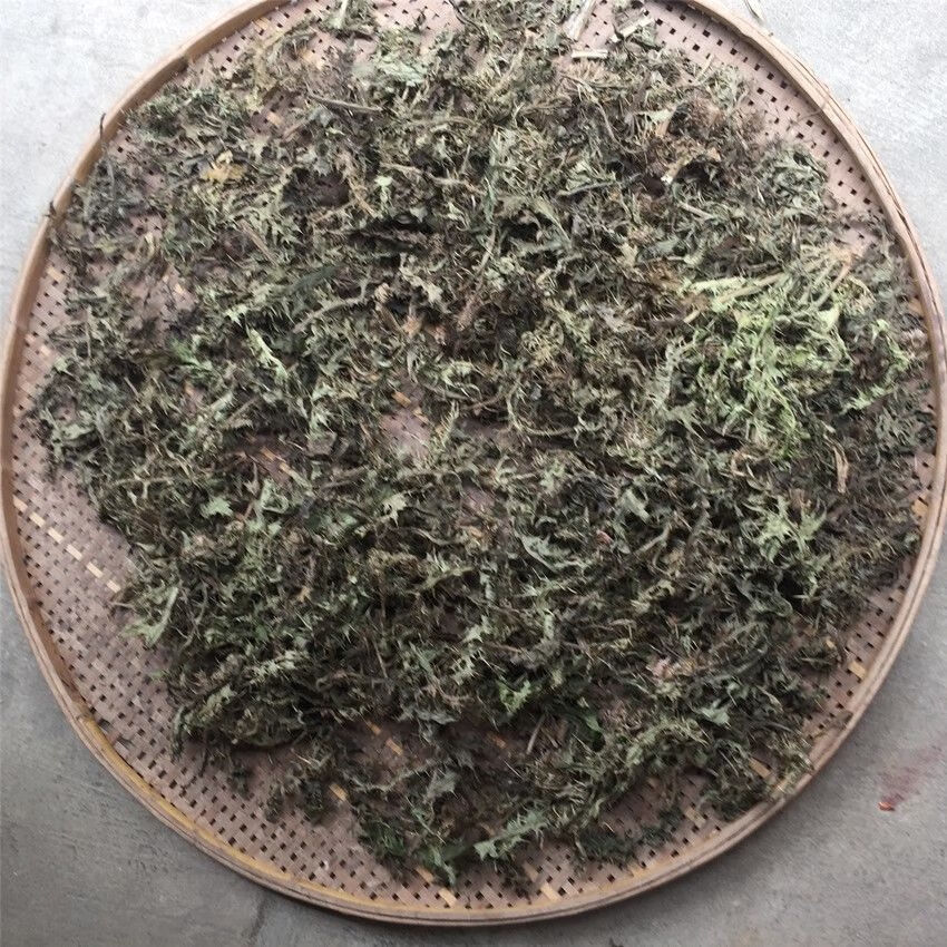 深山新鲜中草药大蓟根 刺萝卜 大刺盖 刺儿菜 纯根部 整棵带叶子 大蓟