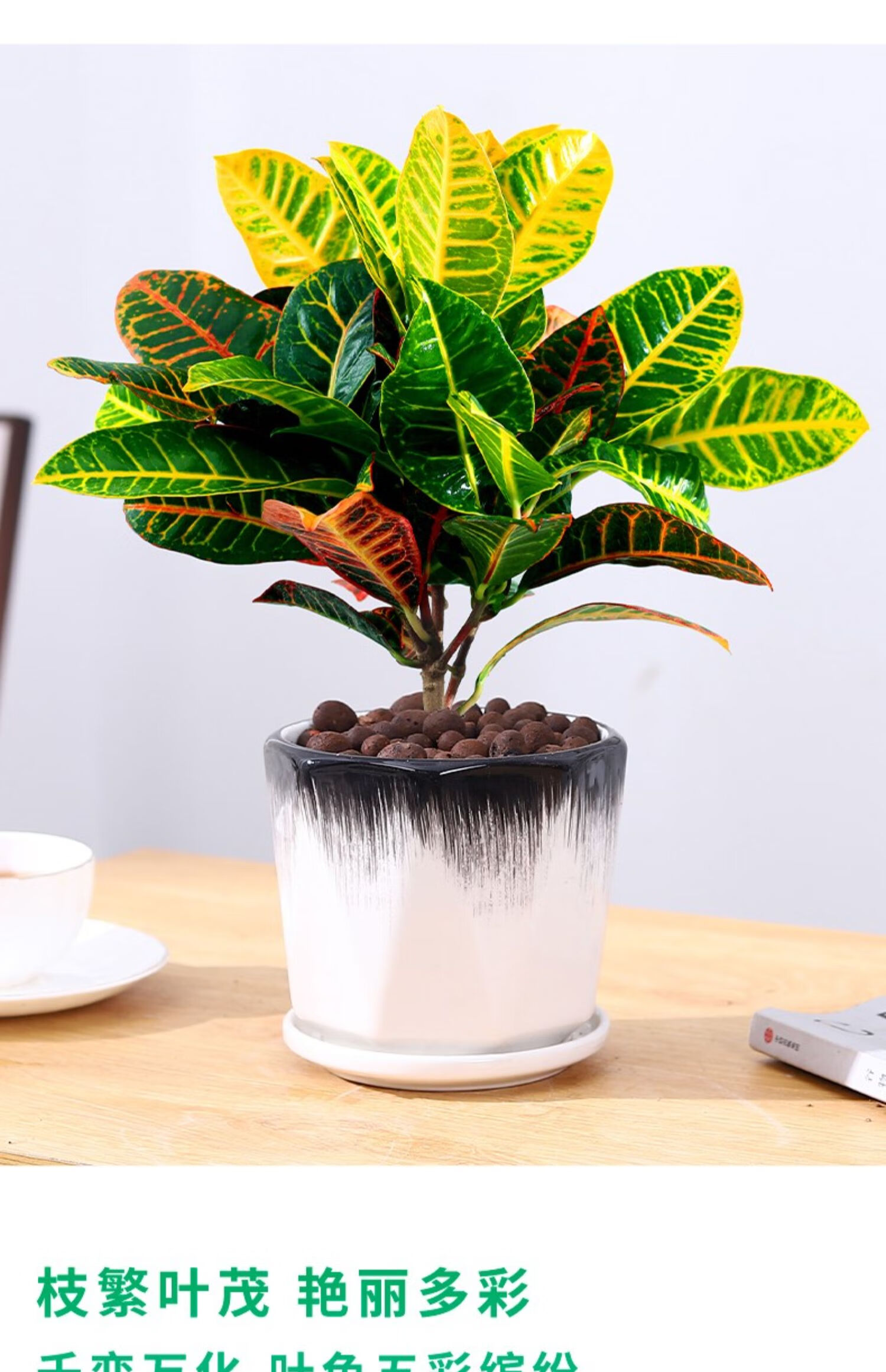 七彩变色木盆栽变叶木植物室内外花卉阳台好养易活花叶大绿植 七彩变