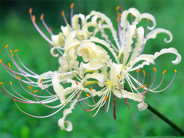 言清 当年开花彼岸花种子 易活多色彼岸花种球 石蒜种球 曼珠沙华种子