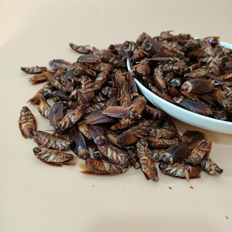 蟑螂干 中药材美洲大蠊 干蟑螂金龙鱼饲料蟑螂粉精粉家用药用 蟑螂干