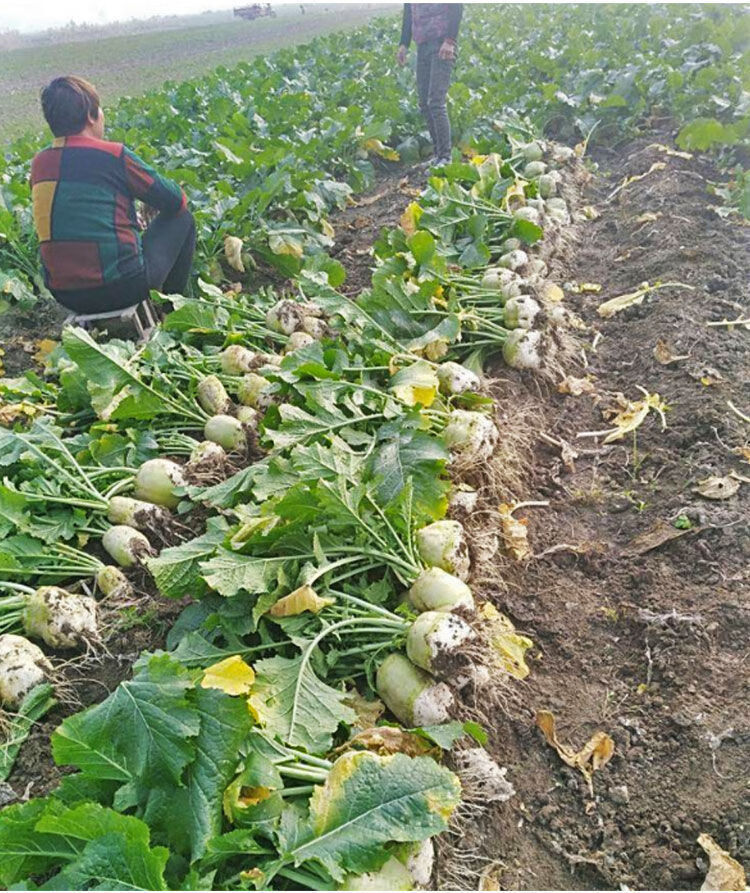 颜集卉日本光头芥菜种子散装批发特大疙瘩辣咸菜大头菜种籽四季蔬菜种