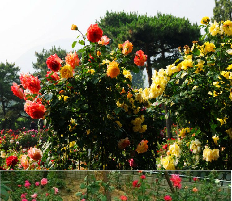 大花品种月季花苗盆栽地栽灌木月季庭院花坛花卉园林植物绿化苗木 超