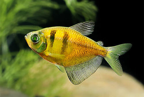 荧光七彩鱼柠檬天使鱼青苹果紫焰红天使小型淡水热带观赏鱼不褪色 紫