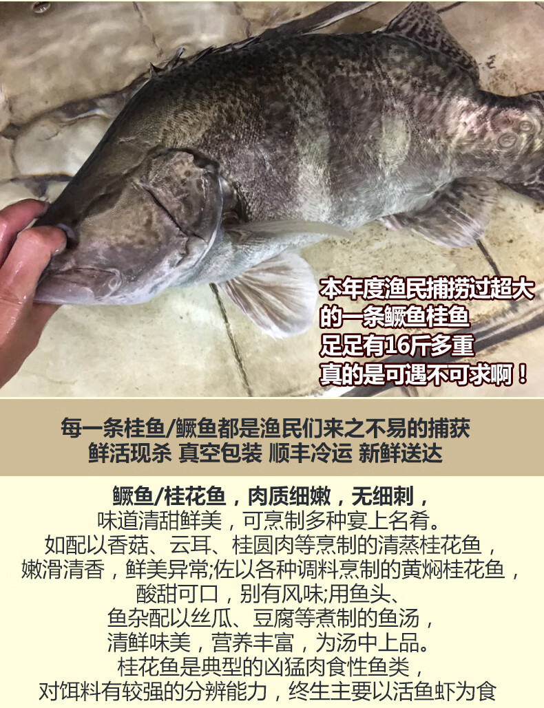 品鲜肴淡水鱼生态小桂鱼 鳜鱼 桂花鱼 鳌花鱼自然长现捕鲜活现杀 净膛前 1 5kg装 3 6条 份 图片价格品牌报价 京东