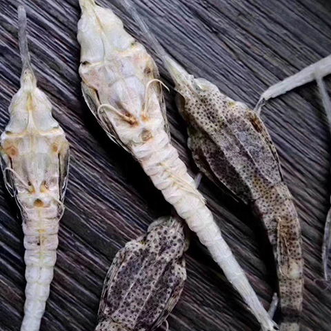 海龙干】海燕海麻雀干货本港海鸟干泡酒料煲汤料保健中药材可搭配海马