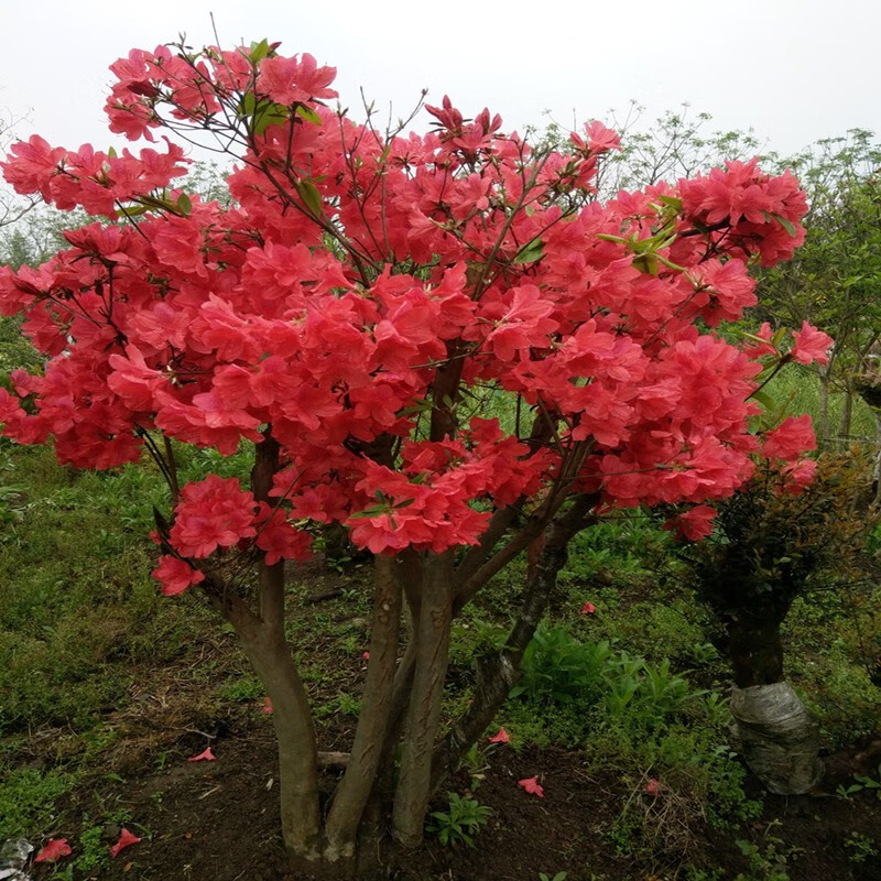 凝慧映山红老桩盆景庭院花园别墅盆栽地栽大型原生杜鹃映山红地景绿化