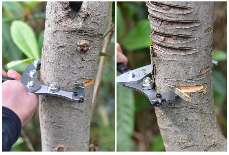 新型可调节环割刀果树环剥刀环割器葡萄柑橘苹果树枣树环割剪刀立锦b