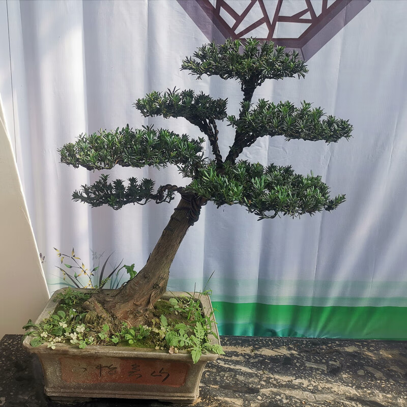 罗汉松盆景树苗大叶小米雀舌罗汉松阳台盆栽圆叶黑珍珠造型树庭院