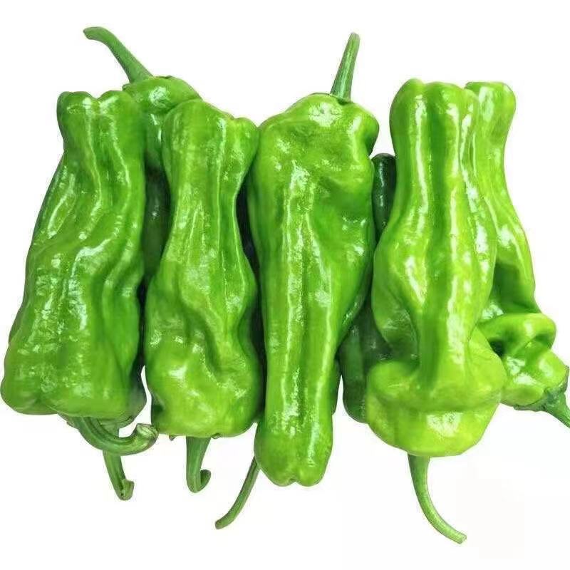 河南农家自种新鲜青辣椒中辣青椒菜椒牛角椒带箱5斤时令蔬菜半斤5斤装