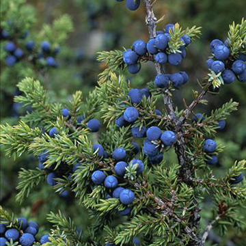 进口500g杜松果现货非内松籽金酒调味品纯露专用