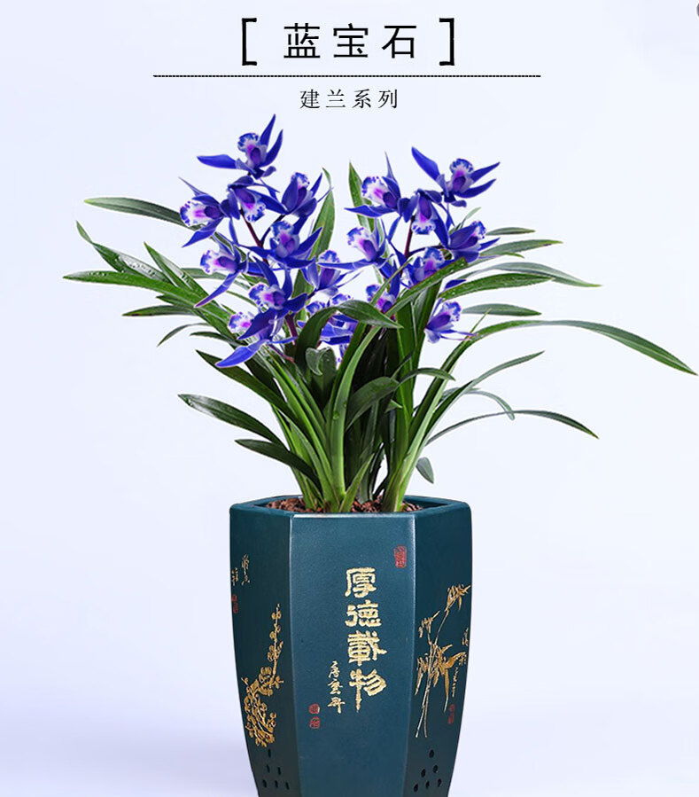蓝宝石兰花苗盆栽浓香型大花室内阳台花卉建兰名贵品种兰草易养活t10