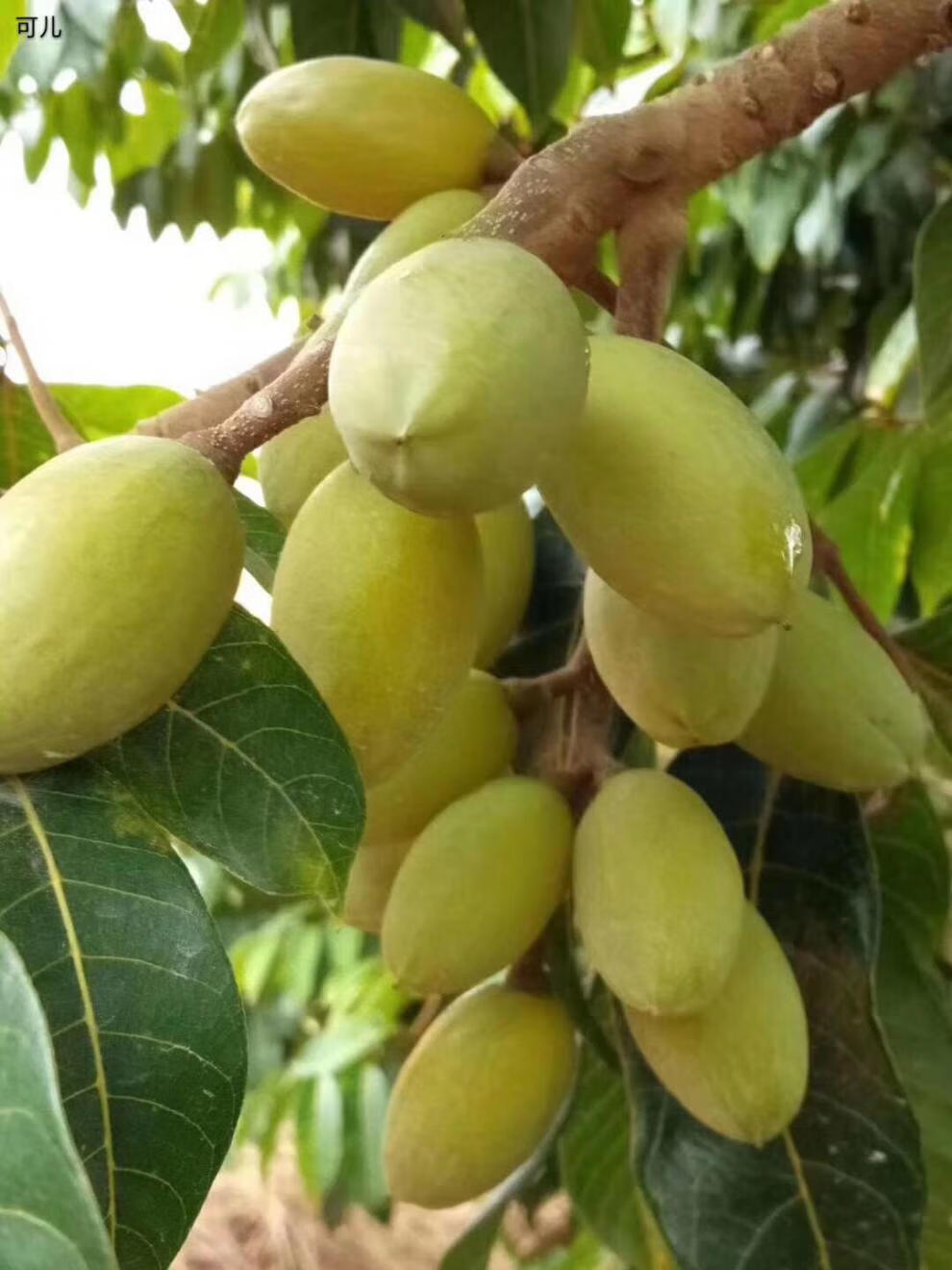 荣嵘橄榄鲜果三捻水果礼盒 广东潮汕金灶特产青橄榄 送礼推荐2斤(2罐