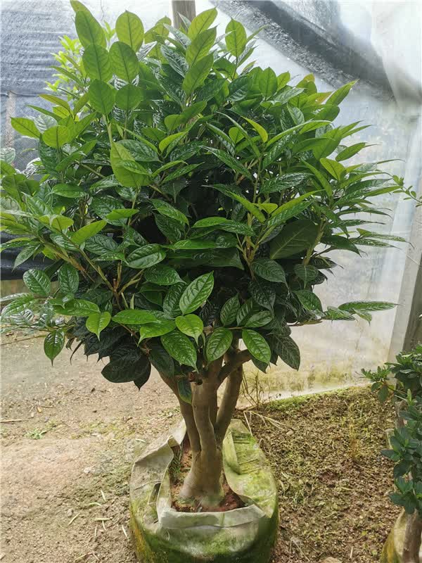 麦桑荷正宗防城金花茶毛瓣金花茶稀有名贵品种茶花盆栽树苗带花苞腊皮
