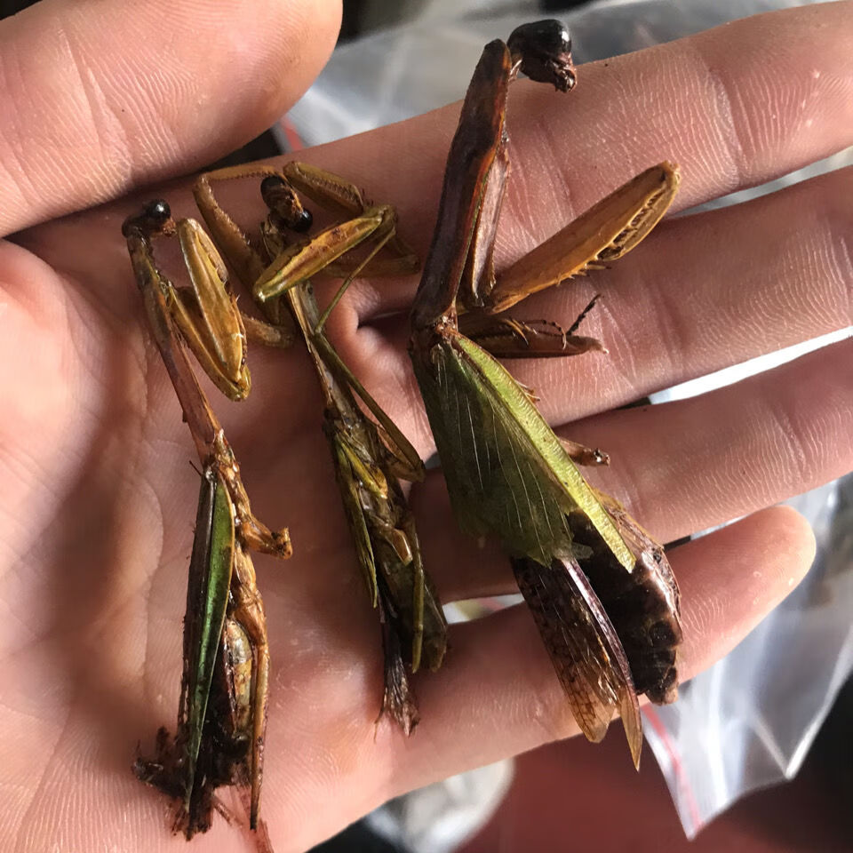 野生中药材螳螂干 刀螂干品昆虫类保质保量品种齐全20~ 100克【图片