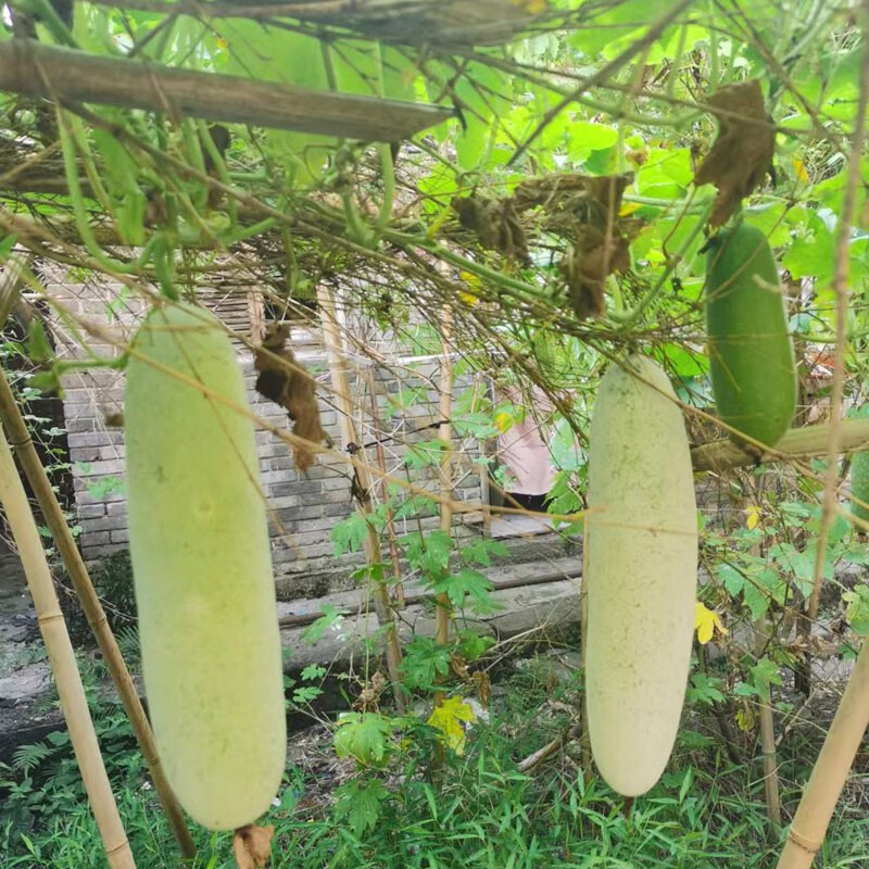 新鲜米冬瓜重庆农家自种蔬菜3斤4斤6斤四川当季小冬瓜 2500g【图片