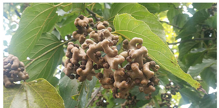 新鲜拐枣 金钩枣万寿果积椇子鸡爪梨凤泡酒 1斤【图片 价格 品牌 报价