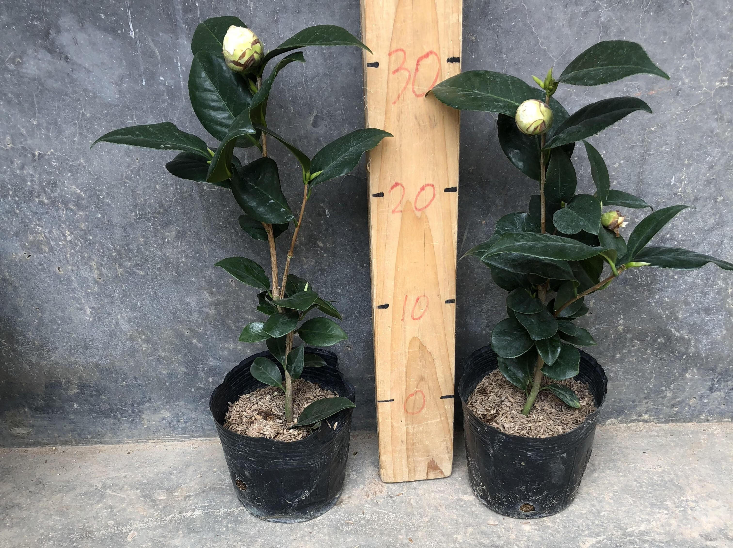 东方亮白山茶花树苗四季绿植盆栽阳台名贵花卉植物白色花水晶白 精选3