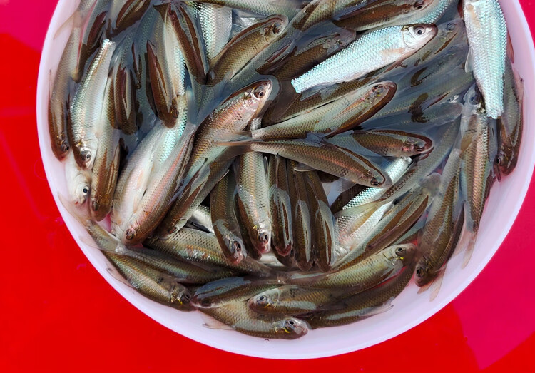 榮鬱 大鯪魚苗土鯪魚苗麥鯪泰鯪魚苗活體淡水養殖鮮活專用快大飼料