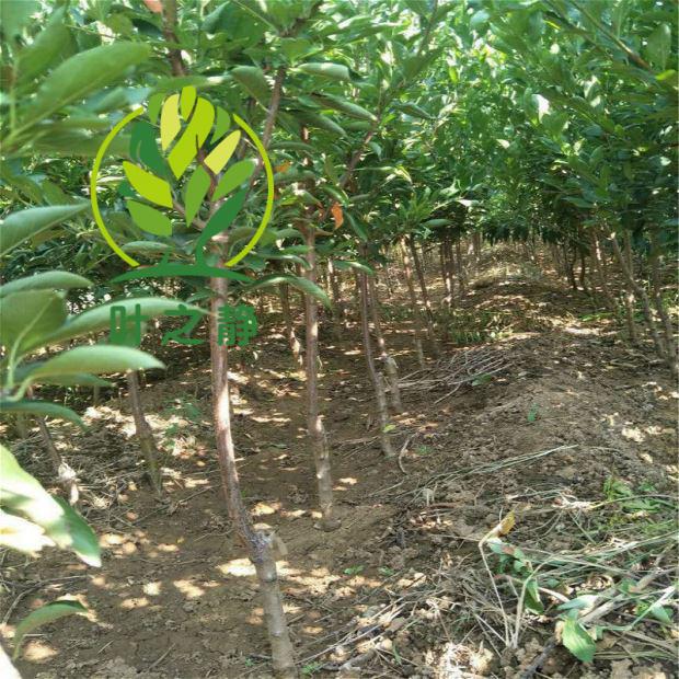 黄金奈李苗 南方李子果树苗 嫁接李子树苗 地栽果树苗当年结果 10年