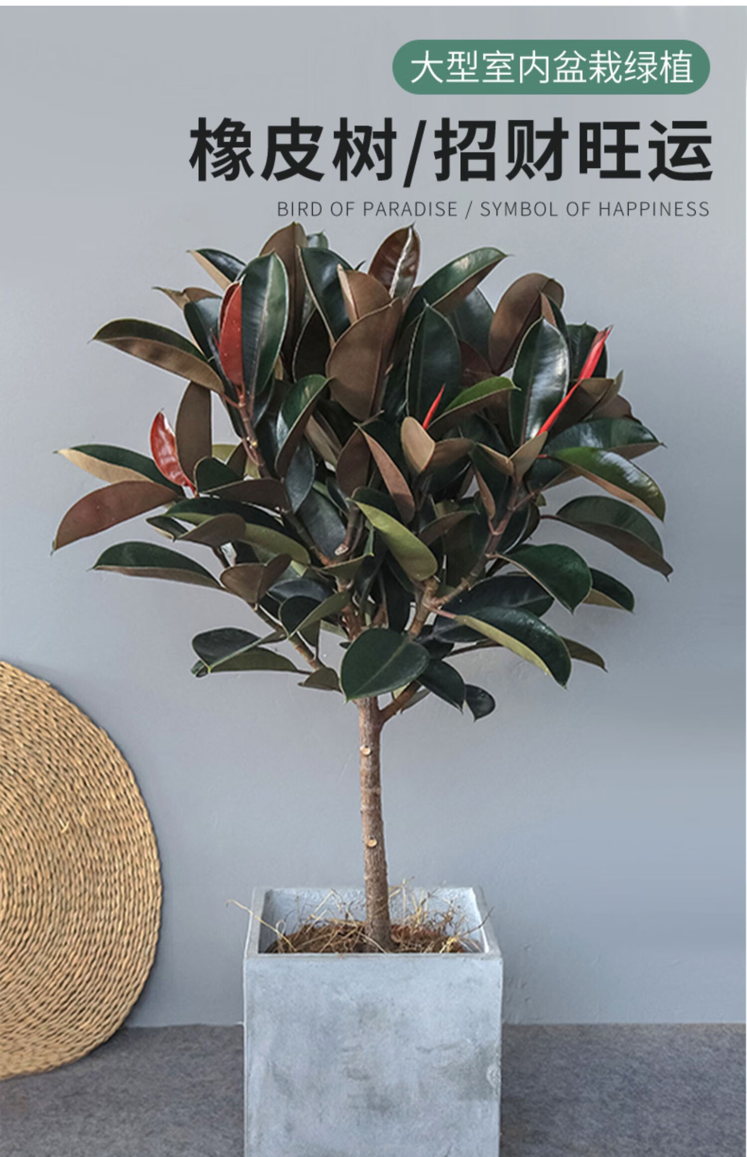 涞思芊品质保证橡皮树黑金刚大型室内绿植办公室棒棒糖造型净化空气