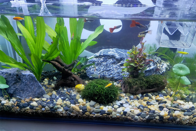 热带雨林沙鼠鱼沙鱼缸底砂造景沙埃及七彩雷龙化妆沙太行红中国红