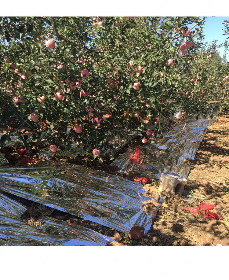 农用果树反光膜果园苹果地葡萄专用反光上色双面增色大棚增温地膜宽1