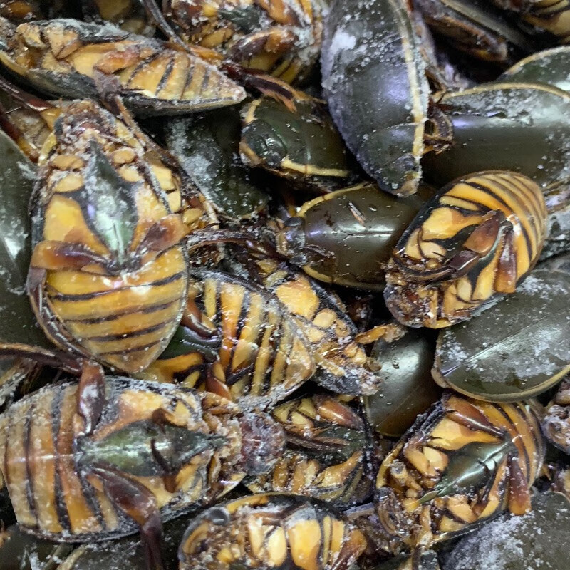 金边龙虱 水蟑螂 水甲虫 水龟子 射鸟龟鲜活发货 顺丰速运 250g【图片