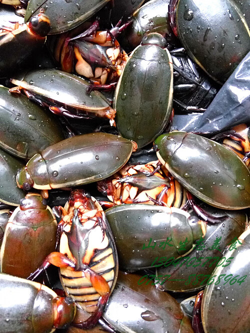 伟博金边龙虱活体水水龟水蟑螂大金边一斤省内满2斤顺丰【图片 价格 