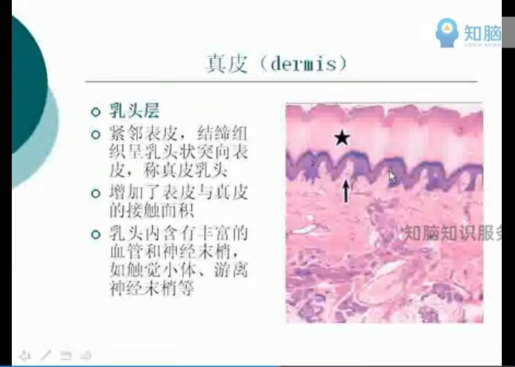 17，韓國皮膚琯理眡頻教程 皮膚生理學知識臉部麪部美白肌膚護理手法技術培訓PPT課件資料 皮膚琯理眡頻教程