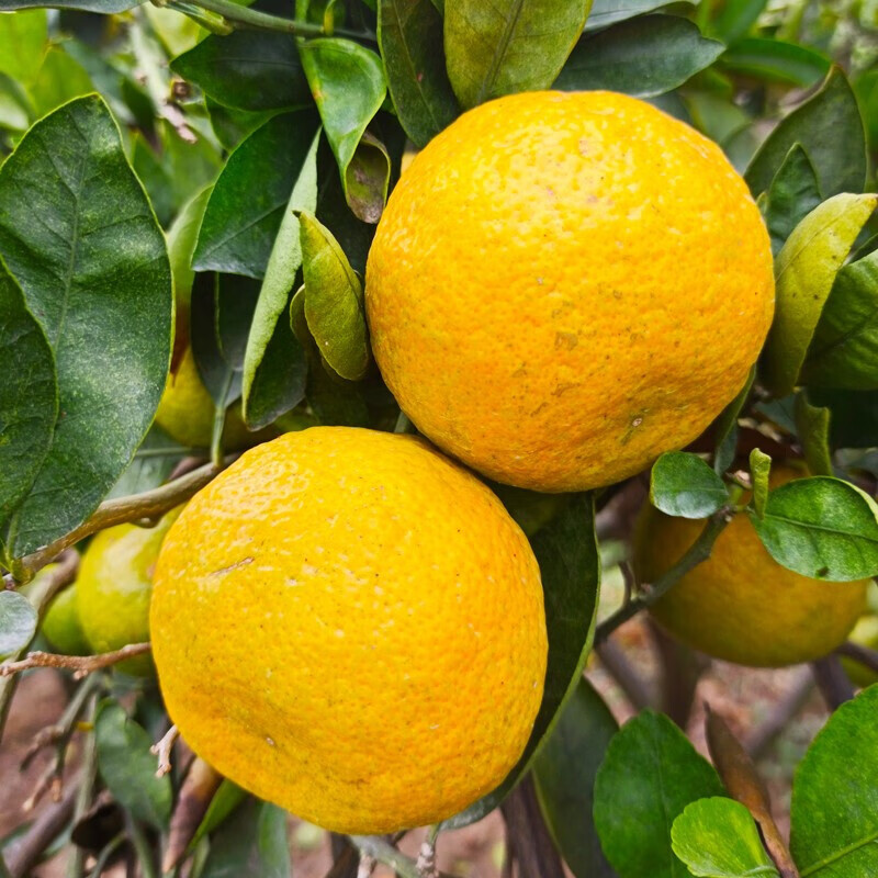 果园直发正宗瓯柑苦柑温州特产鸥柑农家水果苦橘苦桔橘子自种新鲜510